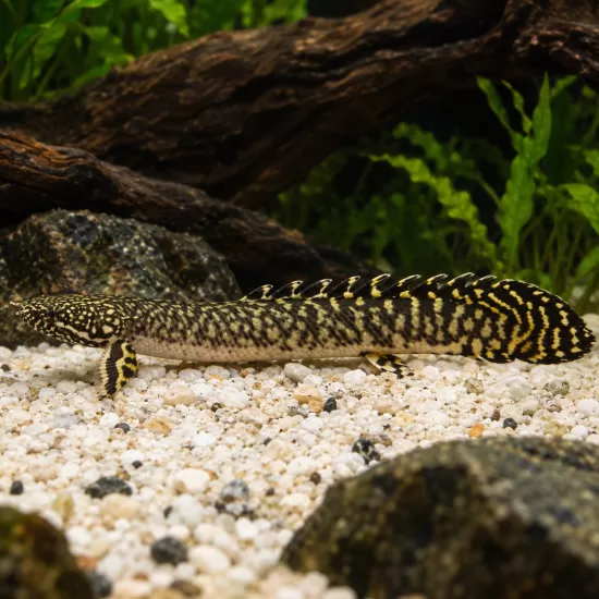 Полиптерус орнатипинис (Polypterus ornatipinnis) - 1