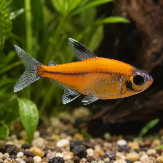 Пристела (Pristella maxillaris) - 3