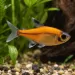 Пристела (Pristella maxillaris) - 3