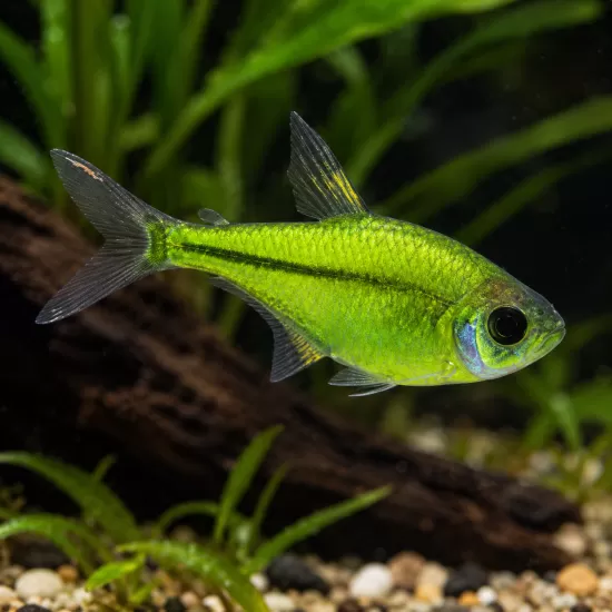 Пристела (Pristella maxillaris) - 4