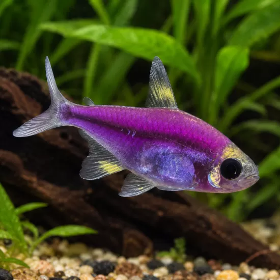 Пристела (Pristella maxillaris) - 2