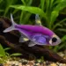 Пристела (Pristella maxillaris) - 2