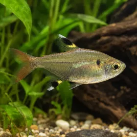 Пристела (Pristella maxillaris)