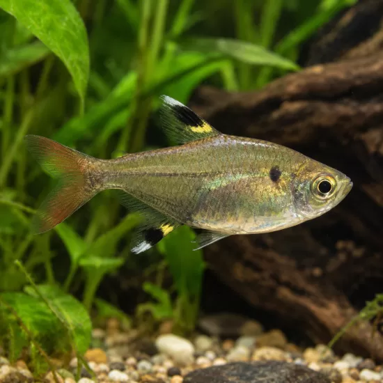 Пристела (Pristella maxillaris) - 1