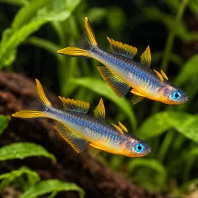 Псевдомугил фурката (Pseudomugil furcatus)