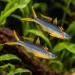 Псевдомугил фурката (Pseudomugil furcatus)