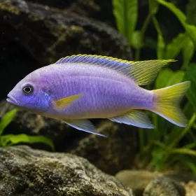 Псевдотрофеус ацей (Pseudotropheus acei)
