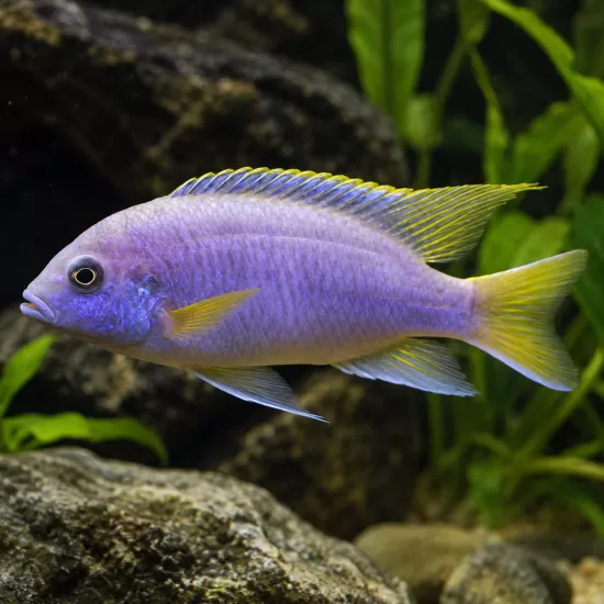 Псевдотрофеус ацей (Pseudotropheus acei) - 1