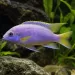 Псевдотрофеус ацей (Pseudotropheus acei)