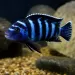Демасони (Pseudotropheus demasoni)
