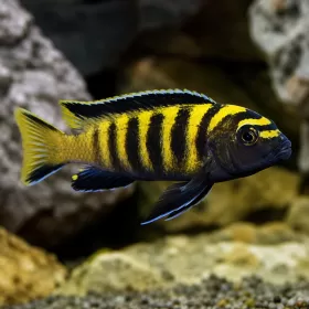 Псевдотрофеус Флавус (Pseudotropheus flavus)