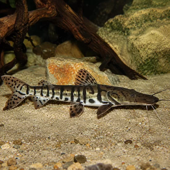 Псевдоплатистома фасциатум (Pseudoplatystoma fasciatum) - 1