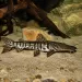 Псевдоплатистома фасциатум (Pseudoplatystoma fasciatum)