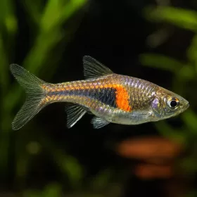 Разбора Хенгели (Trigonostigma hengeli)
