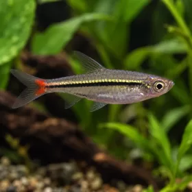 Разбора - Redtail (Rasbora borapetensis)