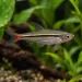 Разбора - Redtail (Rasbora borapetensis)