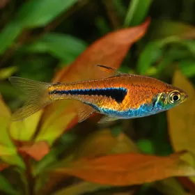 Разбора Еспей (Trigonostigma espei)