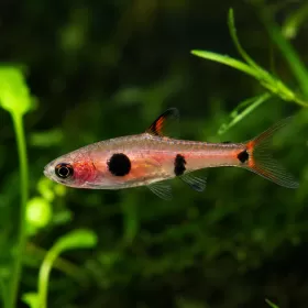 Разбора Макулата (Boraras maculatus)