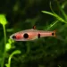 Разбора Макулата (Boraras maculatus)