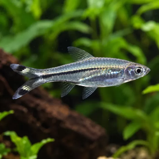 Разбора трилинеата (Rasbora trilineata) - 1