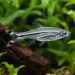 Разбора трилинеата (Rasbora trilineata)