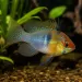 Апистограма Рамирези (Mikrogeophagus ramirezi)