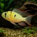 Боливийско рамирези (Mikrogeophagus altispinosus)