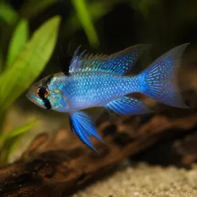 Апистограма Рамирези Blue (Mikrogeophagus ramirezi Blue)