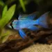 Апистограма Рамирези Blue (Mikrogeophagus ramirezi Blue)