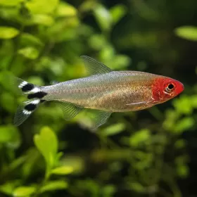 Родостомус (Hemigrammus rhodostomus)