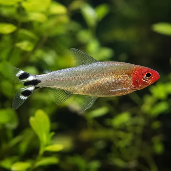 Родостомус (Hemigrammus rhodostomus) - 1