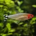 Родостомус (Hemigrammus rhodostomus)