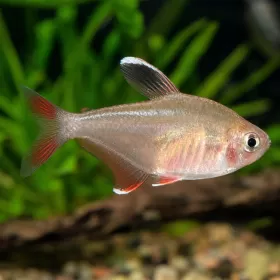 Рози тетра (Hyphessobrycon rosaceus)