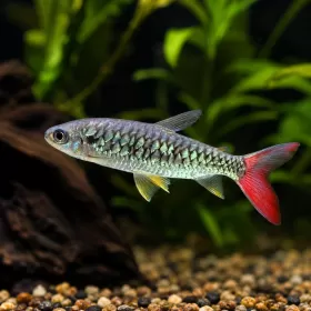 Розовоопашат Халцей (Chalceus macrolepidotus)