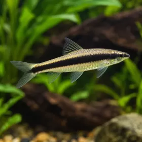 Сае (Crossocheilus oblongus)