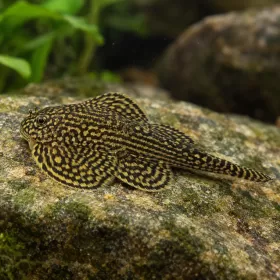 Севелия (Sewellia lineolata)