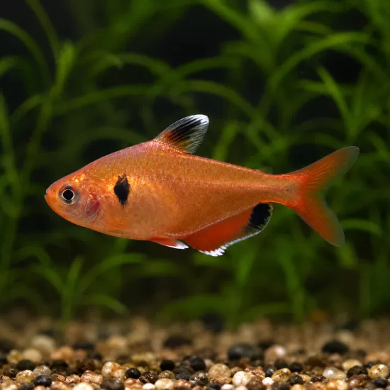 Серпа (Hyphessobrycon eques) - 1