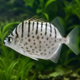Аргус - силвър скат (Selenotoca multifasciata)