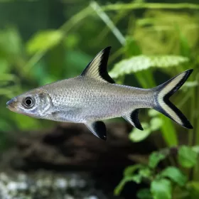 Сребърна акула (Balantiocheilos melanopterus)
