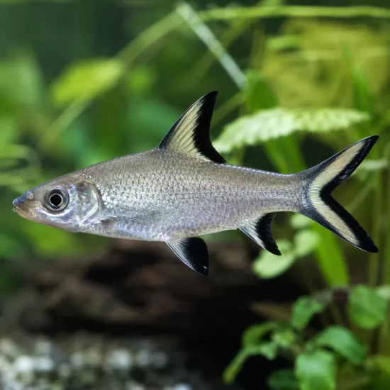 Сребърна акула (Balantiocheilos melanopterus) - 1