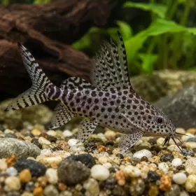 Синодонт (Synodontis eupterus)