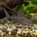 Синодонт (Synodontis eupterus)