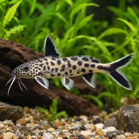 Синодонт джудже (Synodontis petricola)