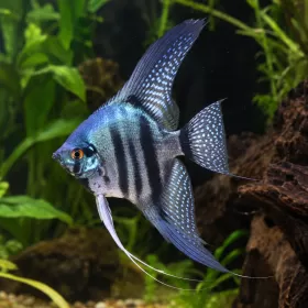 Скалария Blue Pinoy (Pterophyllum scalare)