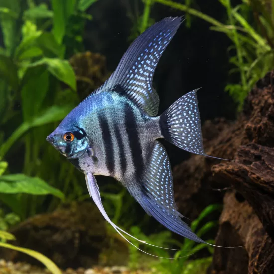 Скалария Blue Pinoy (Pterophyllum scalare) - 1