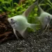 Скалария Bulgarian Green (Pterophyllum scalare)