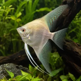 Скалария Golden Pearl (Pterophyllum scalare)