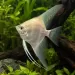Скалария Golden Pearl (Pterophyllum scalare)
