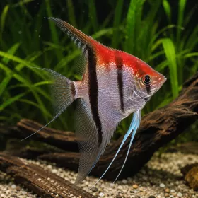 Скалария Manacapuru (Pterophyllum scalare “Manacapuru”)