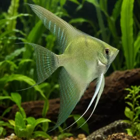 Скалария Pinoy green ghost (Pterophyllum scalare)